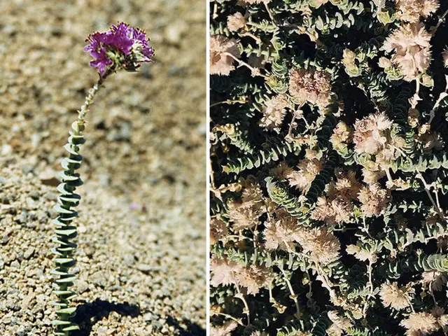 Acne treatment with witch hazel: Examining its efficacy and usage instructions