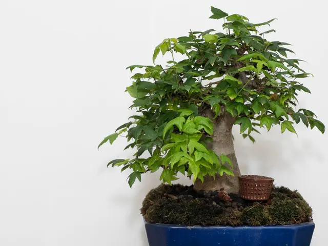 Regulating Interior Bonsai Environment: Achieving Ideal Weather Conditions