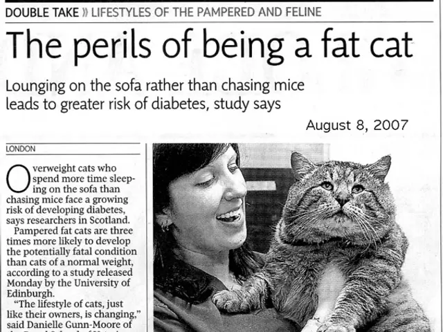 Understanding tactics for handling domestic violence in Germany