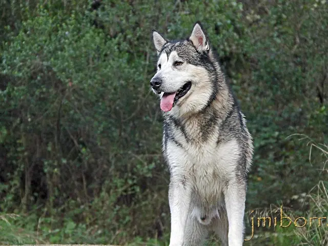 Interpreting the symbolism of wolves in nighttime visions