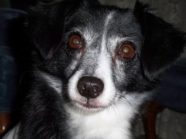 Guide on Identifying Diabetes in Canines