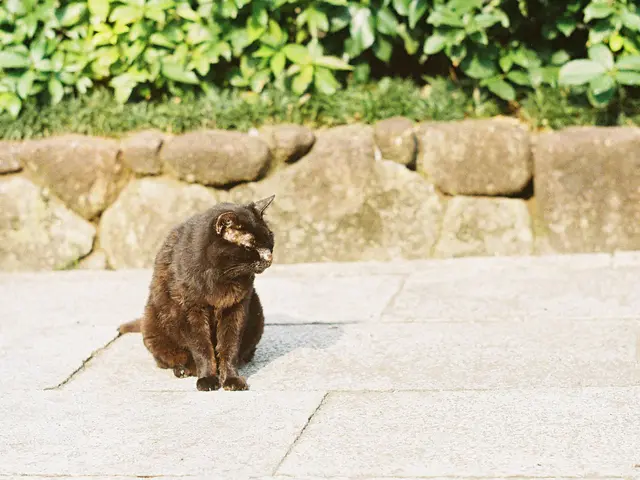 Cat Kidney Stones: Reasons, Signs, and Remedies