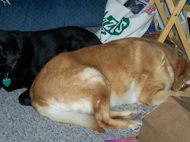 Unveiling Prevalent Allergies in Canines and Methods for Their Treatment, as Spotted by a...