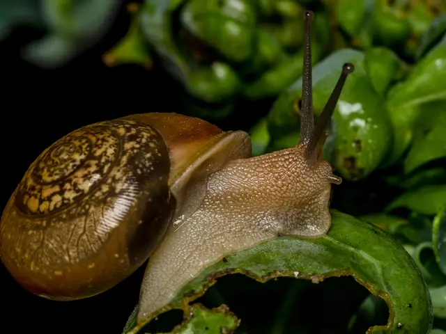 Regeneration of Apple Snail Eyes Sparks curiosity: Could the same Apply to Human Regeneration?