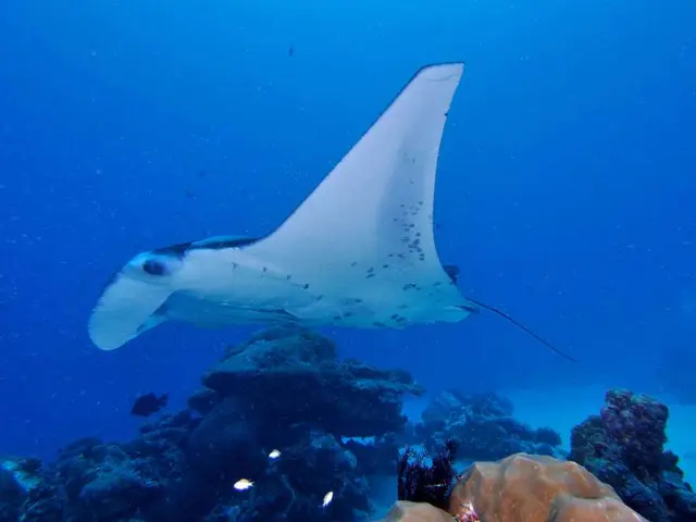 Increase in fish population in the Oder River, but risk of algae persists