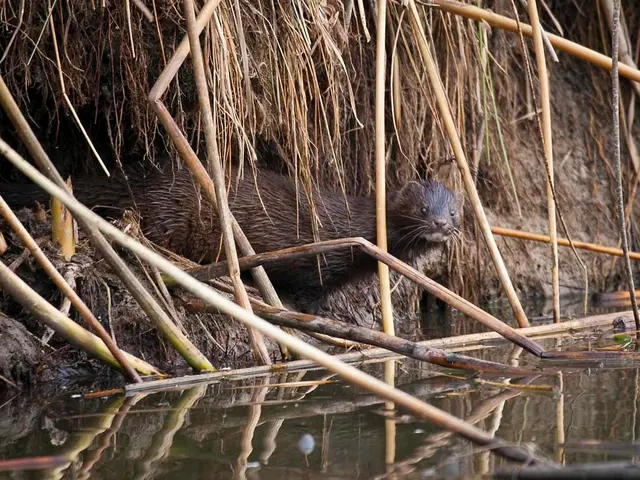 Banded Mongoose Mothers in Uganda Coordinate Birth Timings