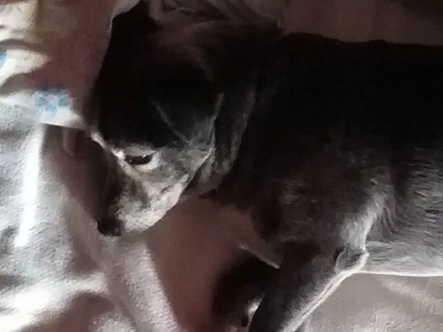 Reason Behind Canines' Extensive Sleep: An Examination