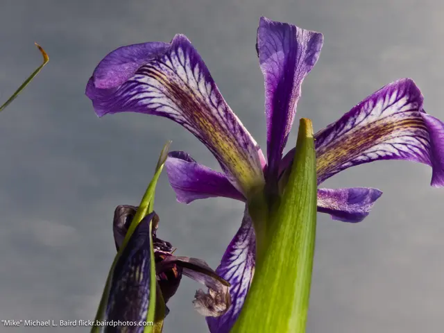 Functioning Depression at Its Best