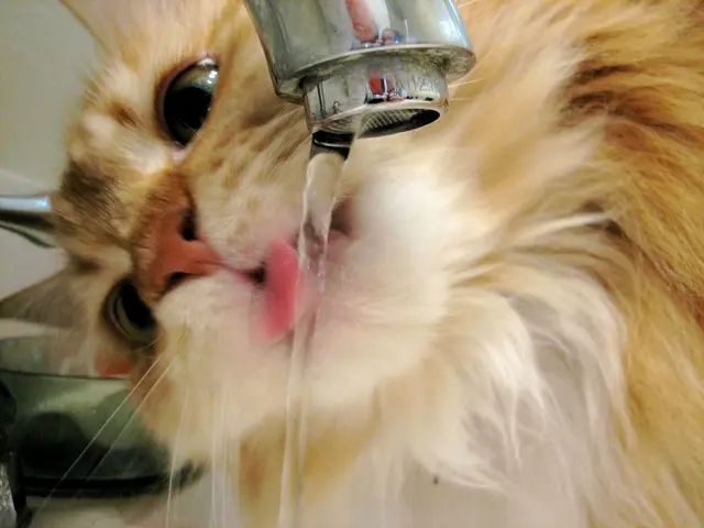 Veterinary Guidance When Cat Vomits Clear Fluid: A Comprehensive Overview