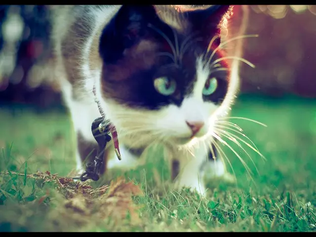 Consumption of grass by domestic pets, particularly cats and dogs, may be due to a variety of...