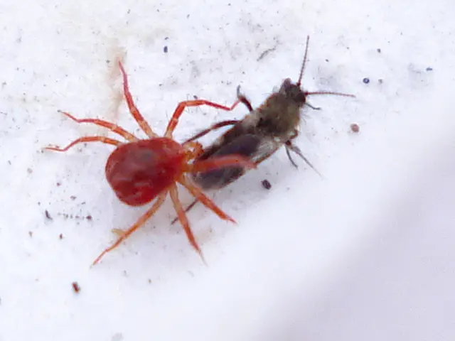 College dormitories could be infested with bed bugs, learn how to detect and eliminate them from...