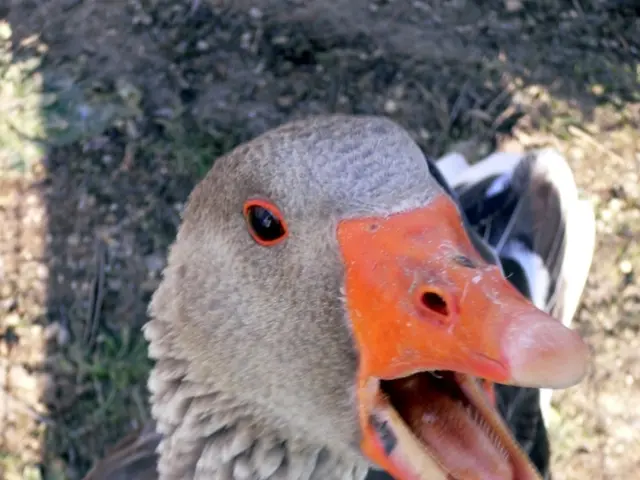 Symptoms, stages, prognosis, and further details concerning biliary tract cancer