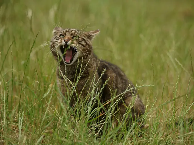Are Kalanchoes Harmful to Felines?