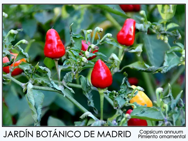 Spicy food consumption and its potential link to stomach cancer: A look at the scientific findings