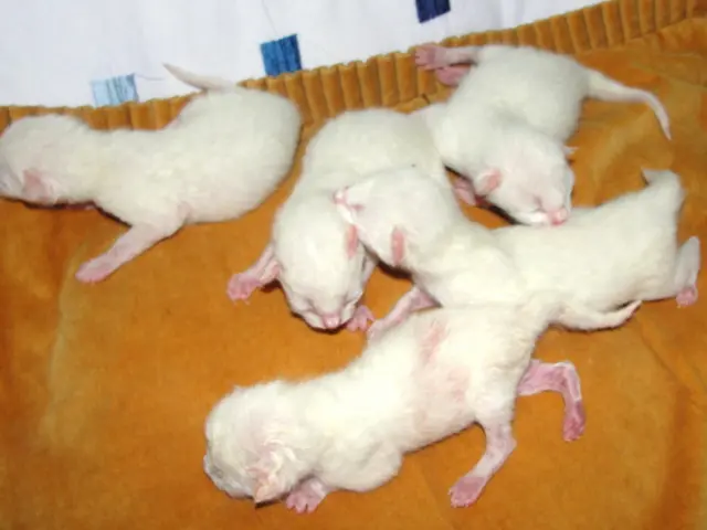 New York waging an all-out battle against rat infestation