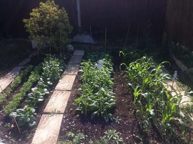 Space-seed dispersal could potentially foster more resilient vegetation in Florida's environment.