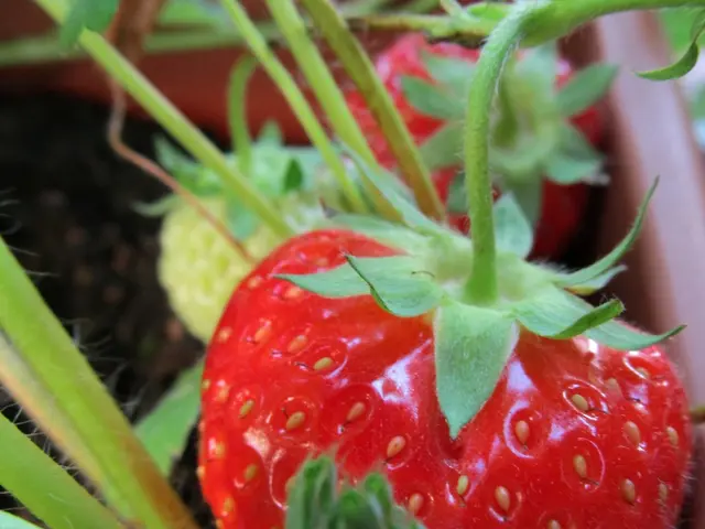 Degeneration of Strawberry Plants Caused by Red Stele Fungus
