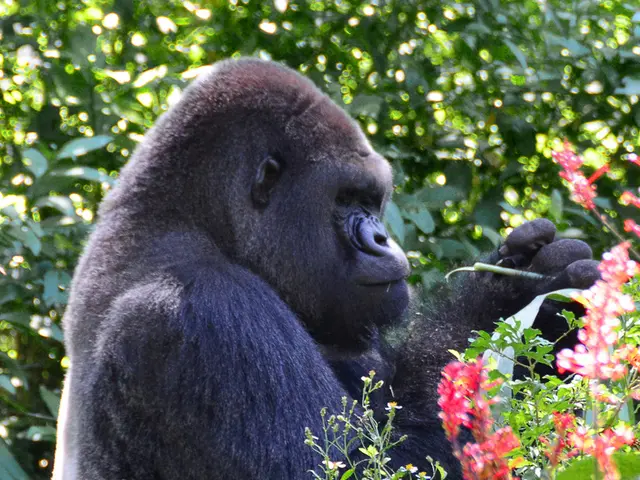 Gorillas in Gabon Discovered Consuming Flora That Inhibits Multi-Drug Resistant Bacteria