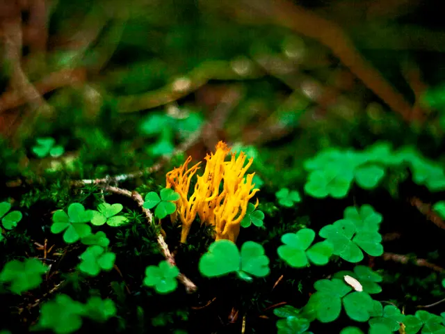 Preparation for Planting: Assessing Soil Temperature Before Sowing