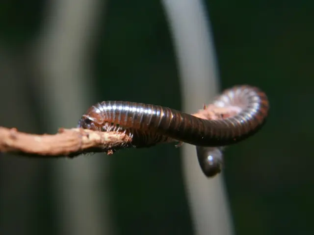 Over 2900 residents of Baikal have suffered tick bites