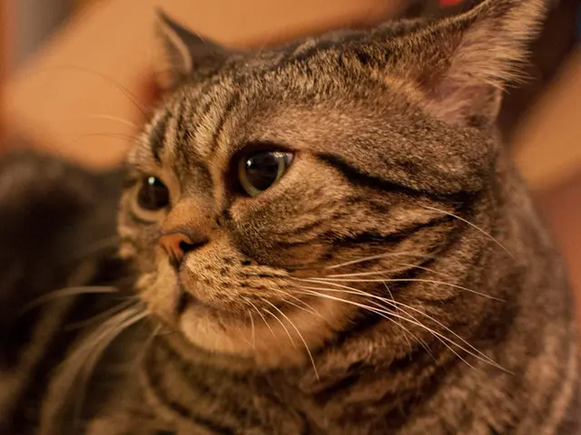 Cats Neutered in Dusseldorf Undergo Castration Procedure