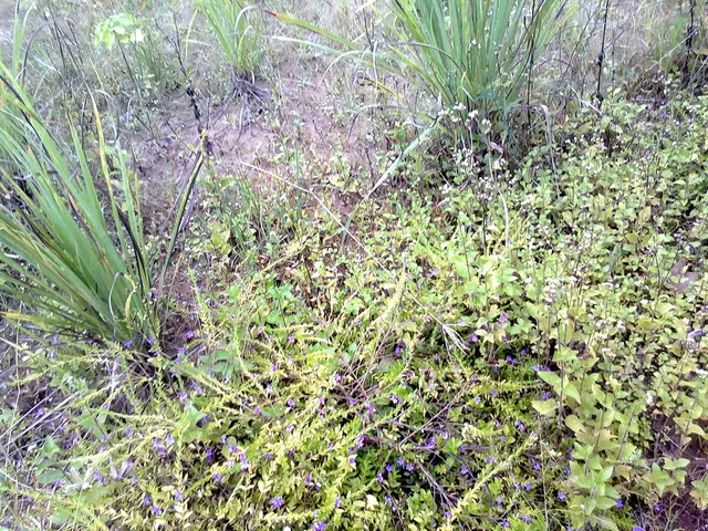 Discovered: Super-Earth in Potentially Inhabitable Orbit closest to us