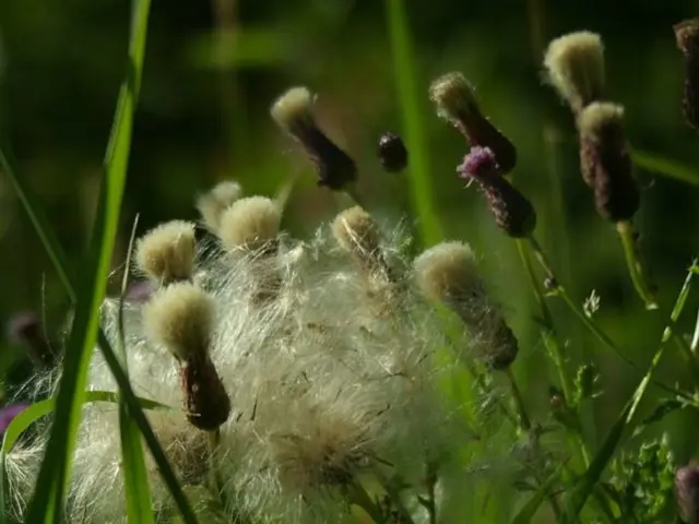 Exploring the Transparency in Food Labeling: Unveiling the Secrets Behind Your Meat Products