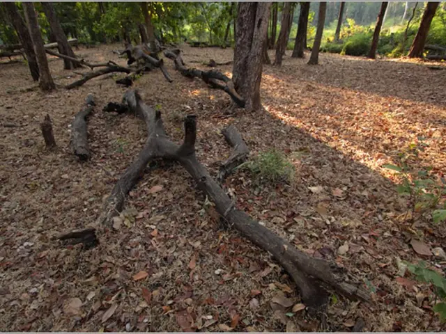 Study that Transformed Me into a Researcher: Rainfall in Tropical Forests