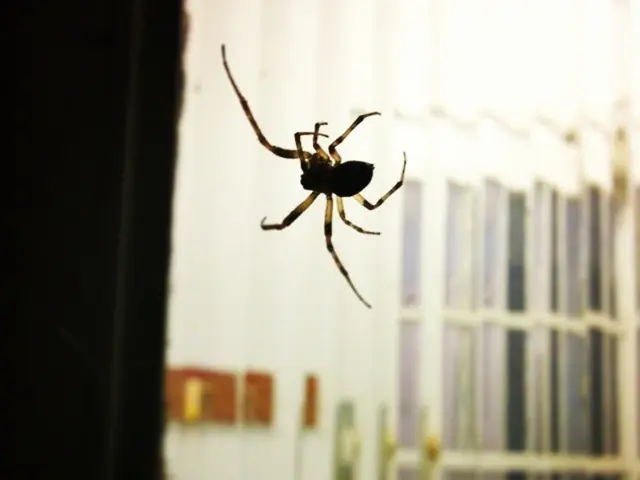 The Distinction Between Varicose Veins and Spider Veins Explained