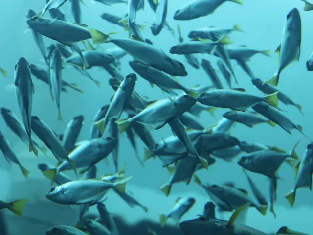 Mysteriously Warm Fish Condition Reported