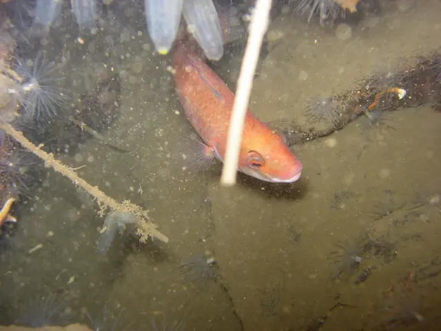 Algae-based fish alternatives as iodine-rich sources examined.