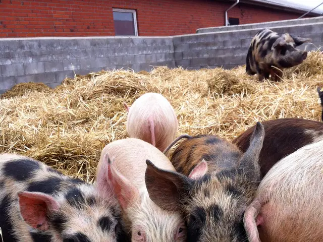 Thousands of animals set for extermination on an Estonian farm amidst swine fever epidemic