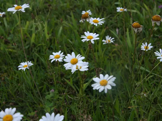 Allergy sufferers facing difficulties in Lüdenscheid today due to heightened pollen levels from...