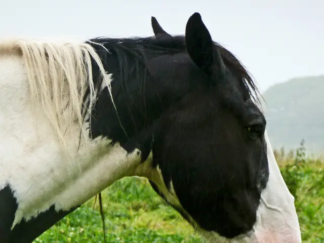 Horses of Chernobyl Remain Earth's Last Wild Herd, Thriving Among Nuclear Ruins