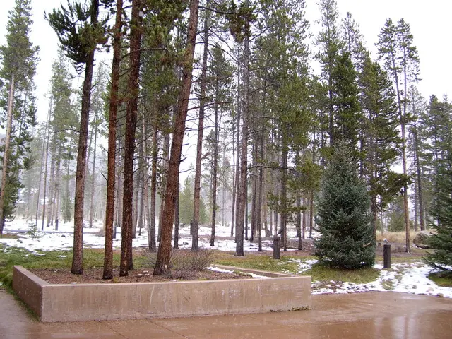 Current state of airborne pollen in Recklinghausen: Alert for allergy sufferers!