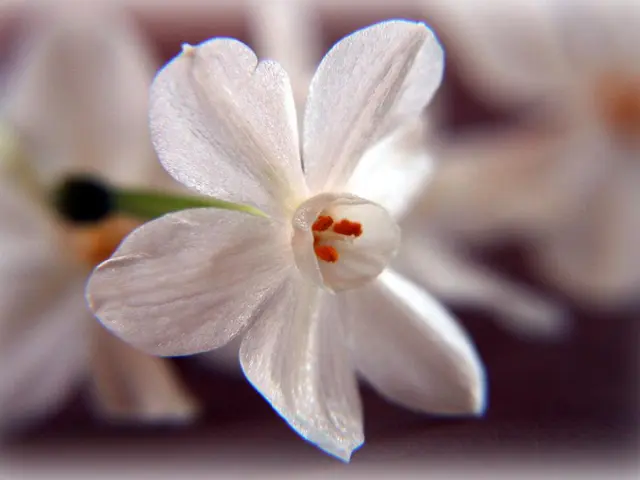 Pollen from Ambrosia corporation scheduled to launch this Saturday.