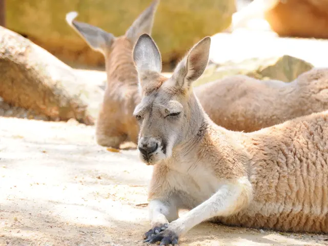 Dispose of Hunted Game Animals Correctly, as Advised by WG&F