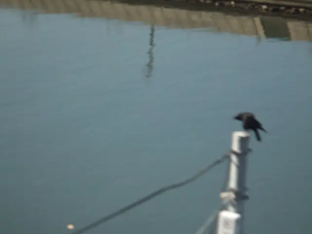 Chemical Behavior and Electric Attraction of Water Molecules