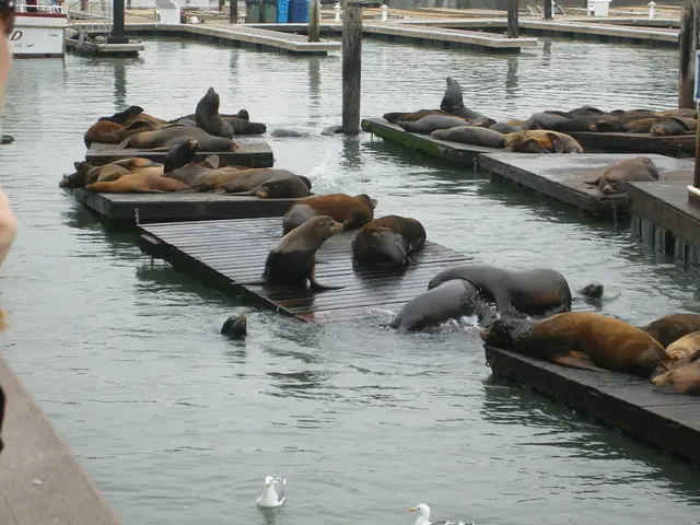 In the image there is a water surface and on the water surface there are wooden planks, on those...