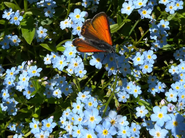 There are blue color flowers and leaves on stems. Also there is a butterfly on the flowers.