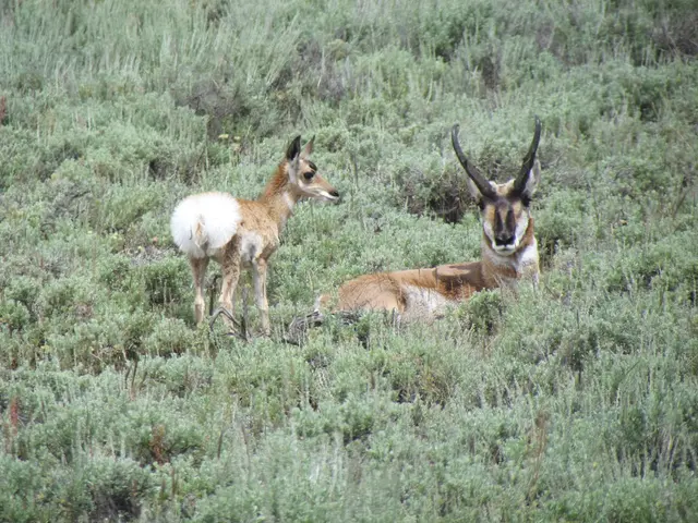 2 deers are present on the grass.