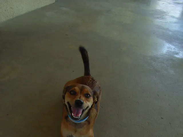 As we can see in the image there is a brown color dog.