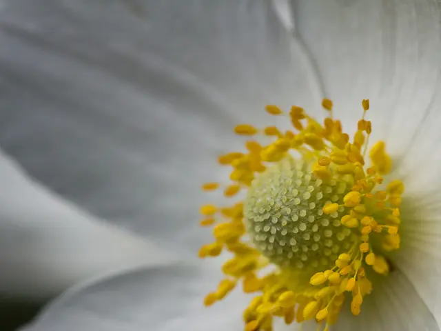 In this picture I can see a white color flower and yellow color pollen grains.