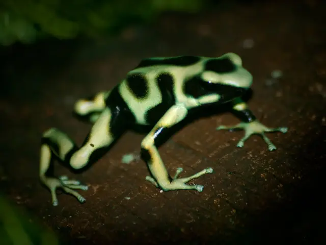 In this image there is a frog.